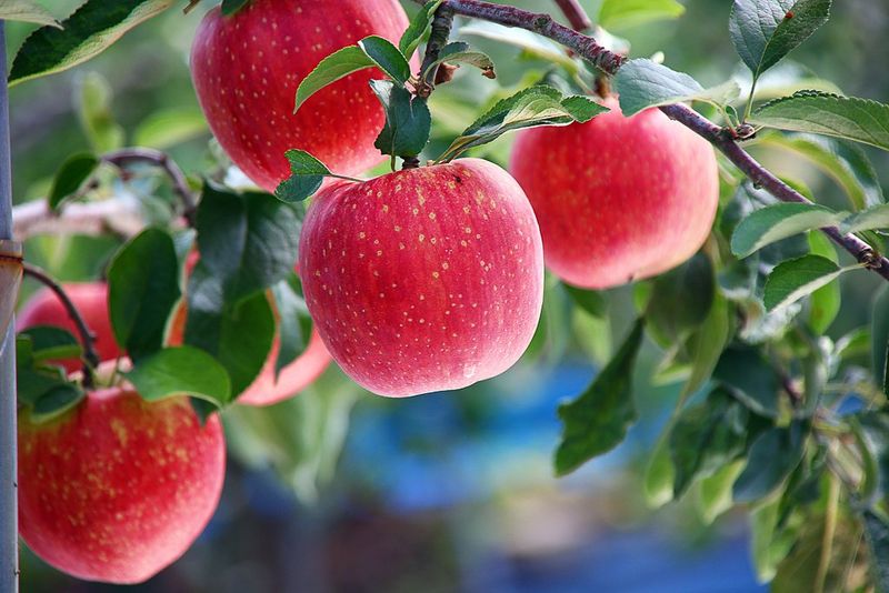 Crisp Apples