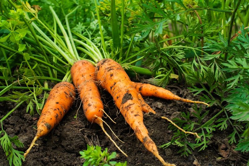 Carrots