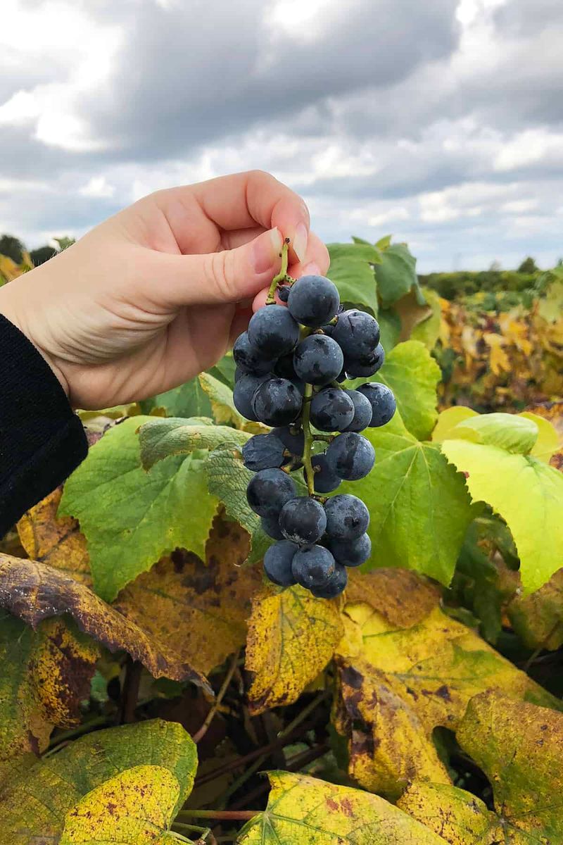 Concord Grapes (New York)