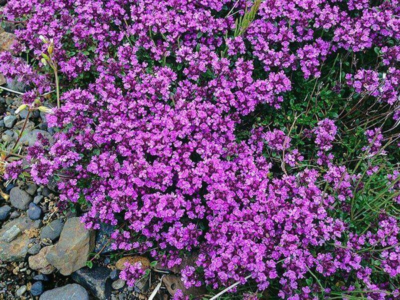 Icelandic Arctic Thyme Tea