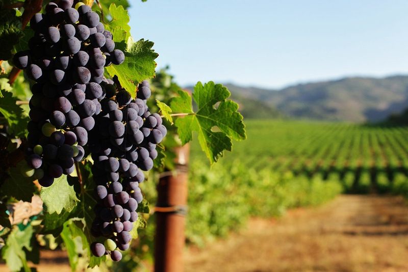 Grapes (California Wine Country)