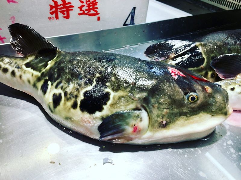 Fugu: The Deadly Pufferfish