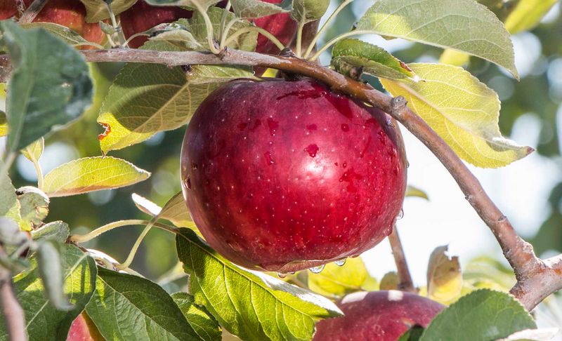 Apples (Washington State)