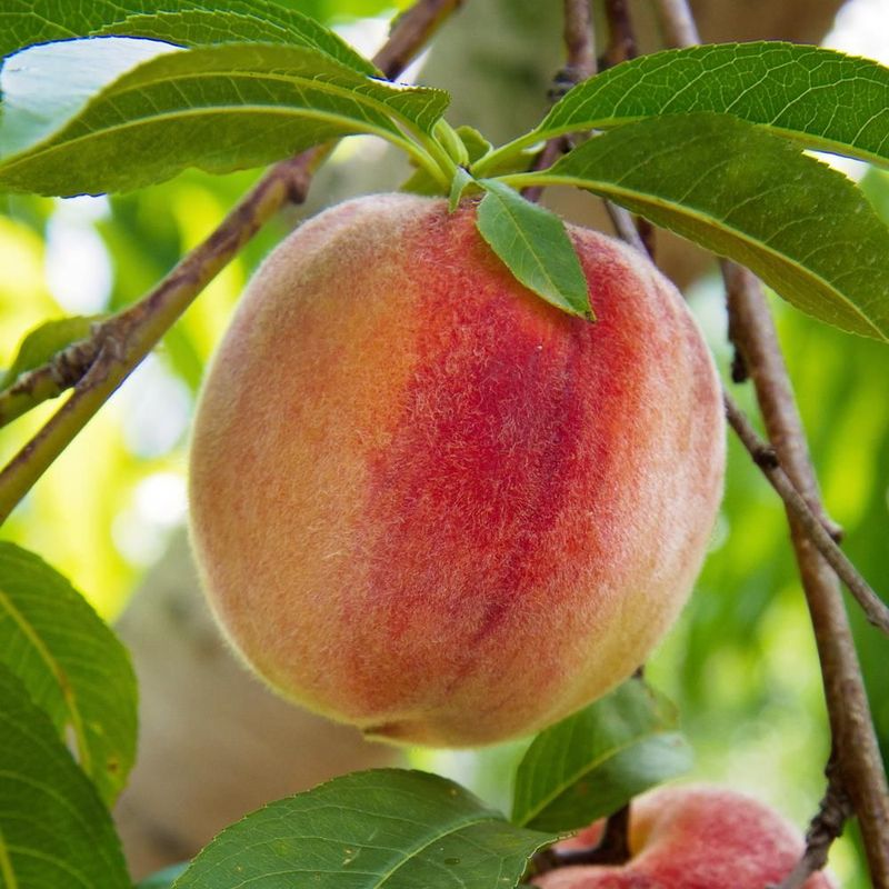 Donut Peaches