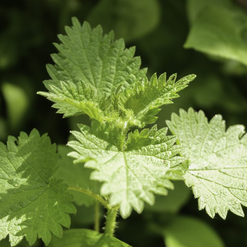 Stinging Nettles