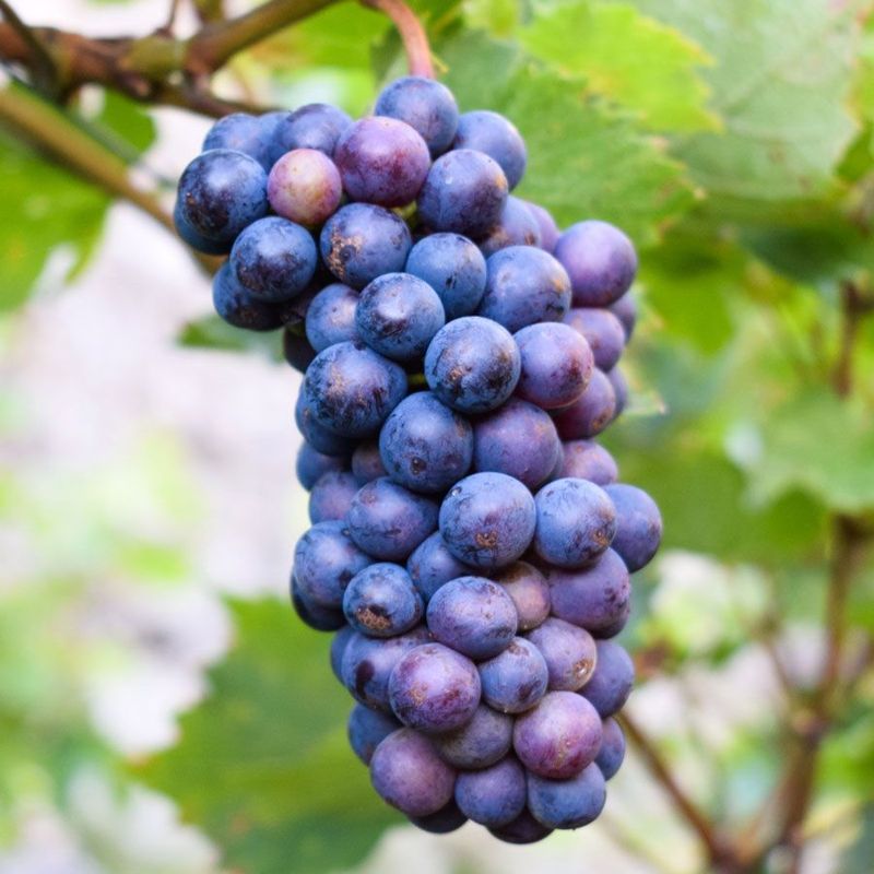 Grape