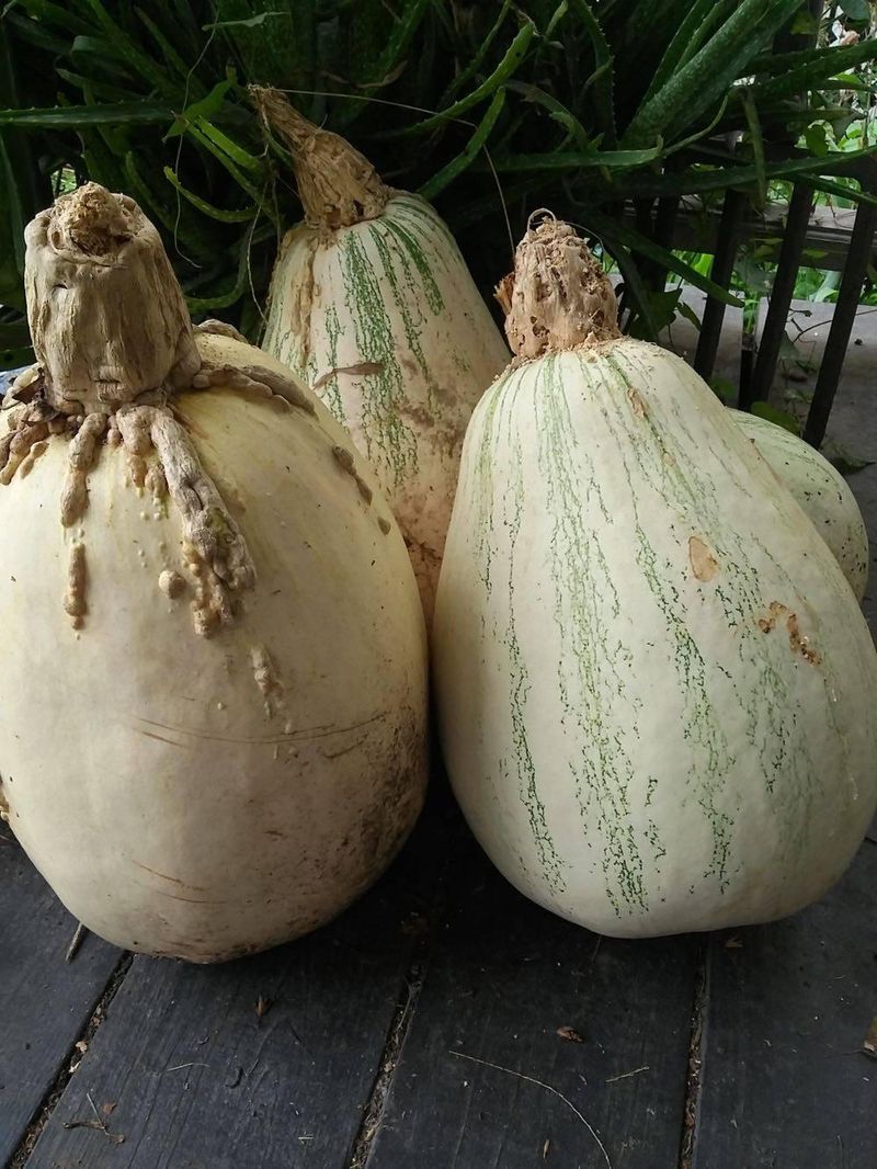 Tennessee Sweet Potato Pumpkin