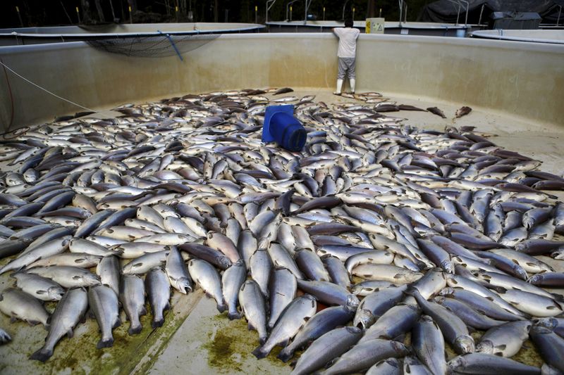 Farmed Fish Can Carry Genetic Weaknesses