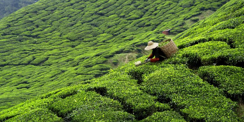 Oolong Tea