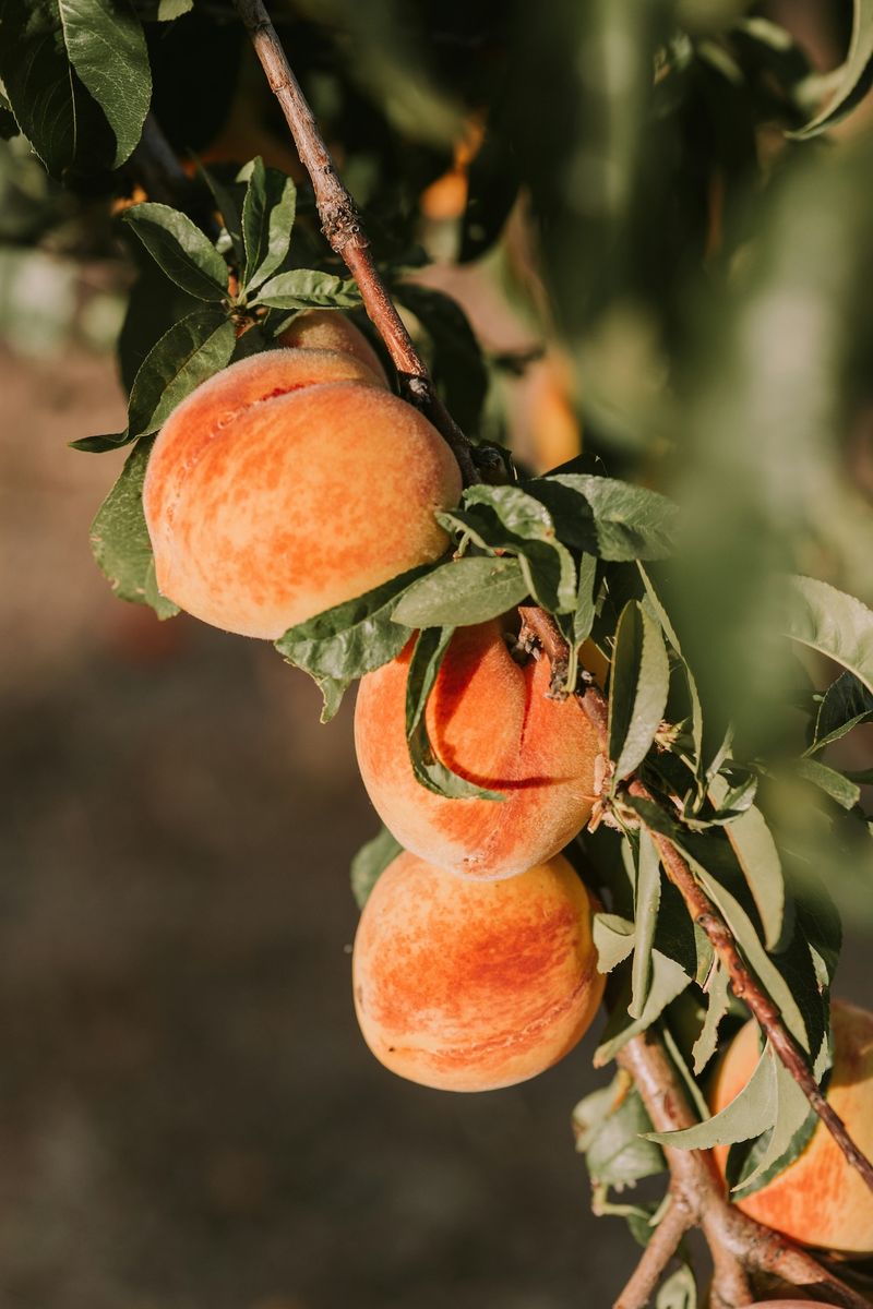 Juicy Chilton County Peaches