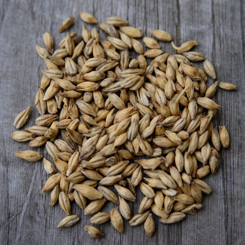 Barley: The Original Beer Ingredient