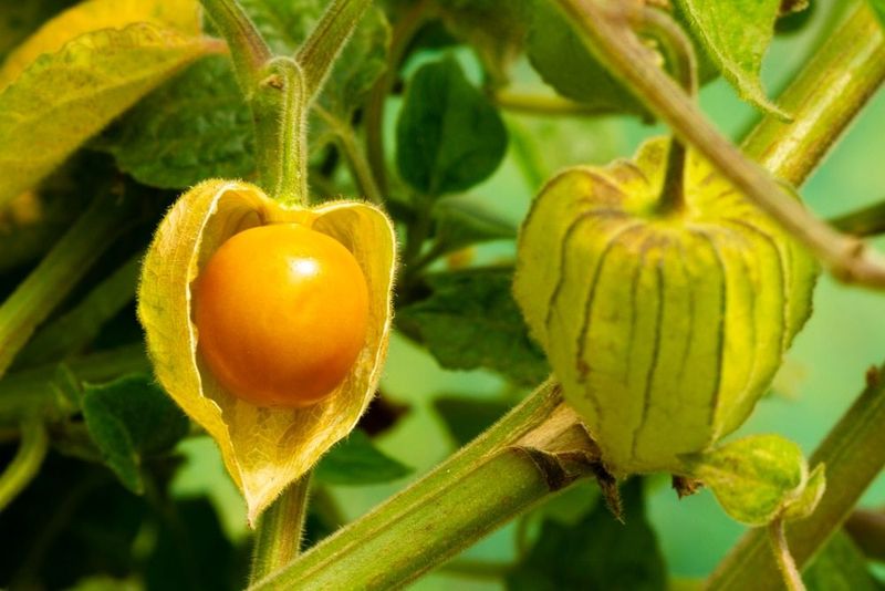 Ground Cherries