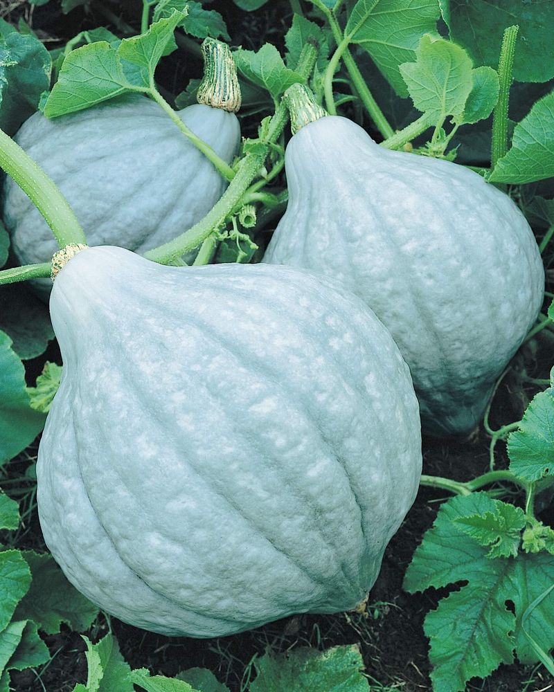 Hubbard Squash