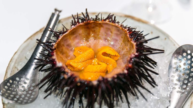 Sea Urchin