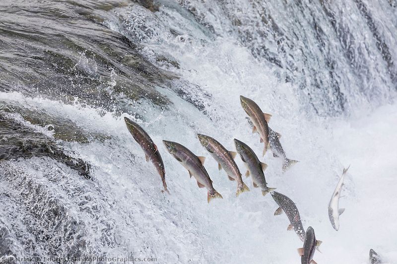 Salmon (Alaska)