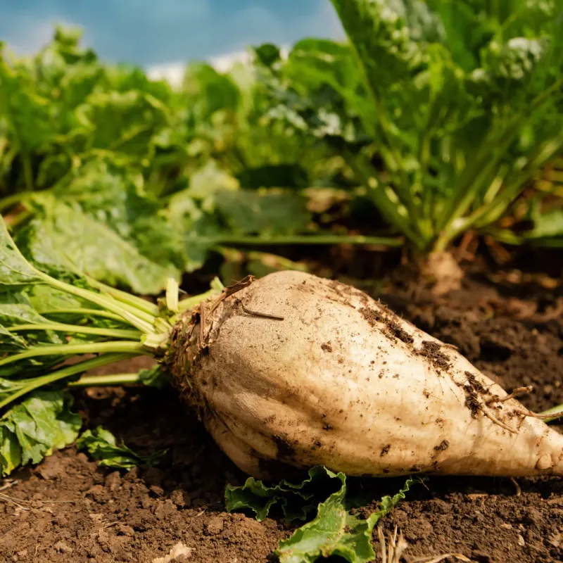 Sugar Beets