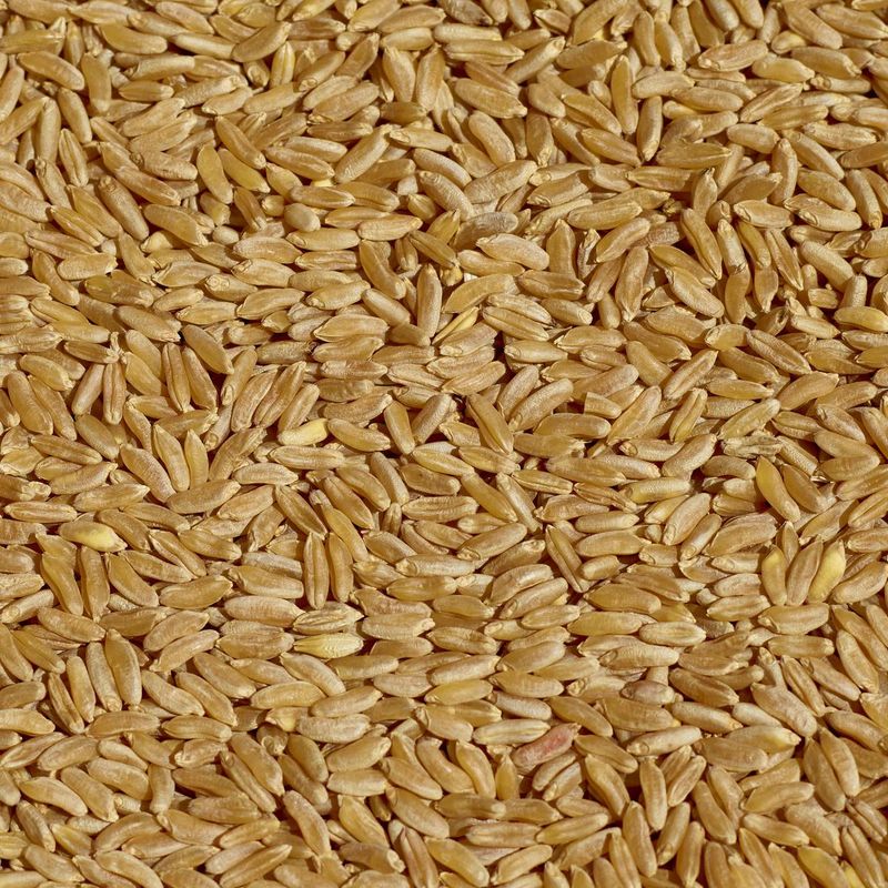 Kamut: King Tut's Treasure Grain