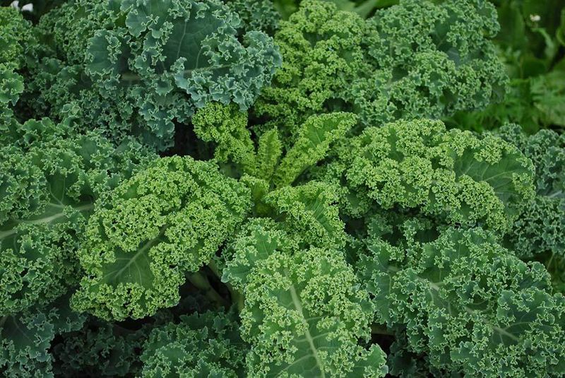 Kale
