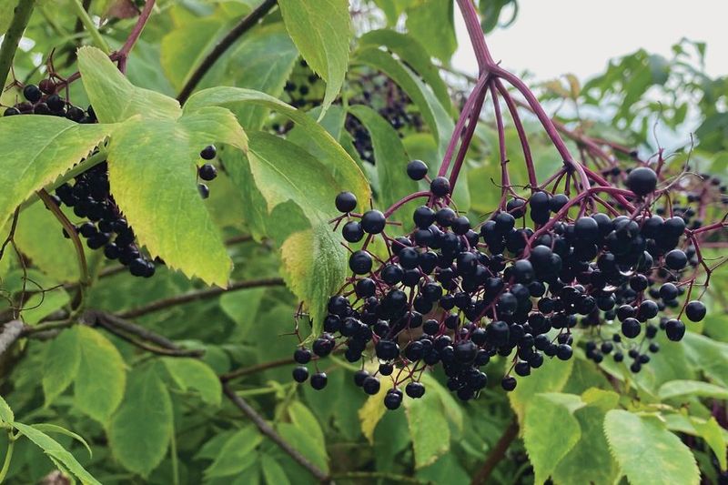 Elderberries