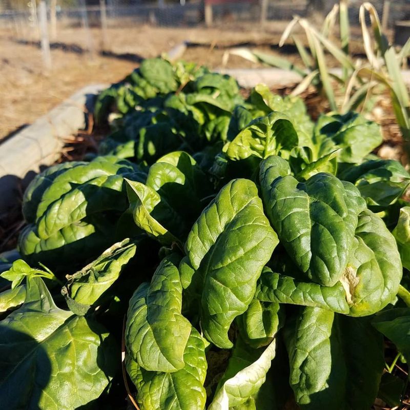 Spinach: Not So Strong After All