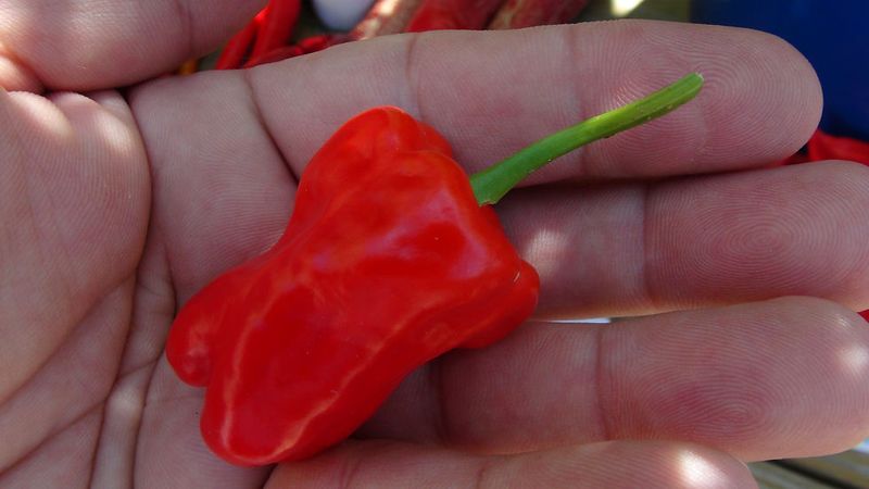 Hinkelhatz Pepper