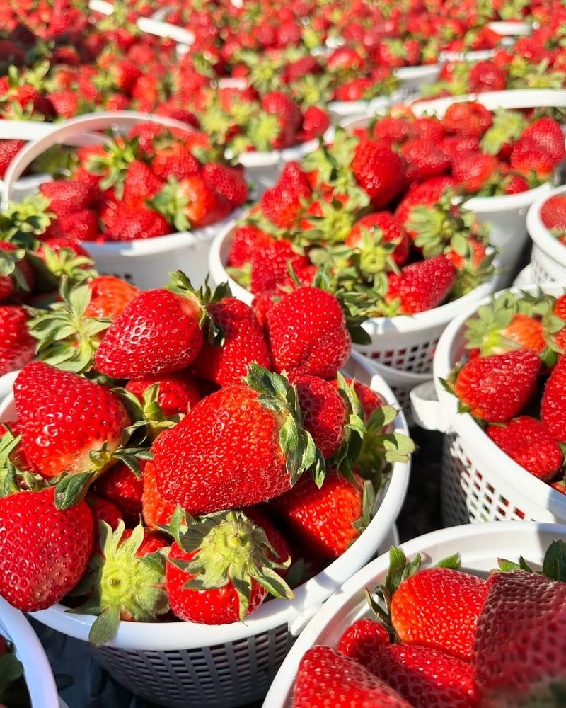 Ruby Red Strawberries