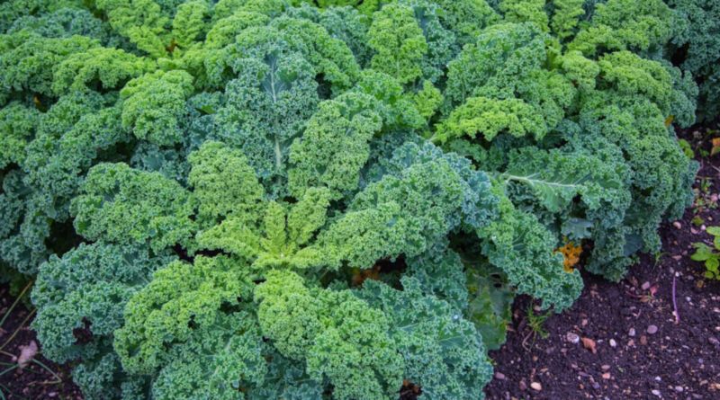 Kale (Pacific Northwest)