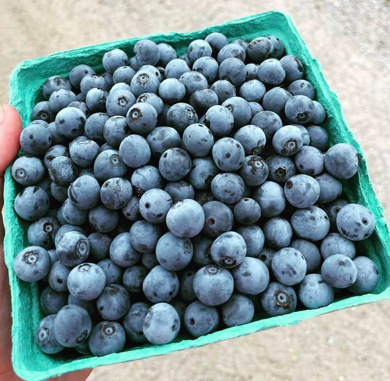 Plump Blueberries