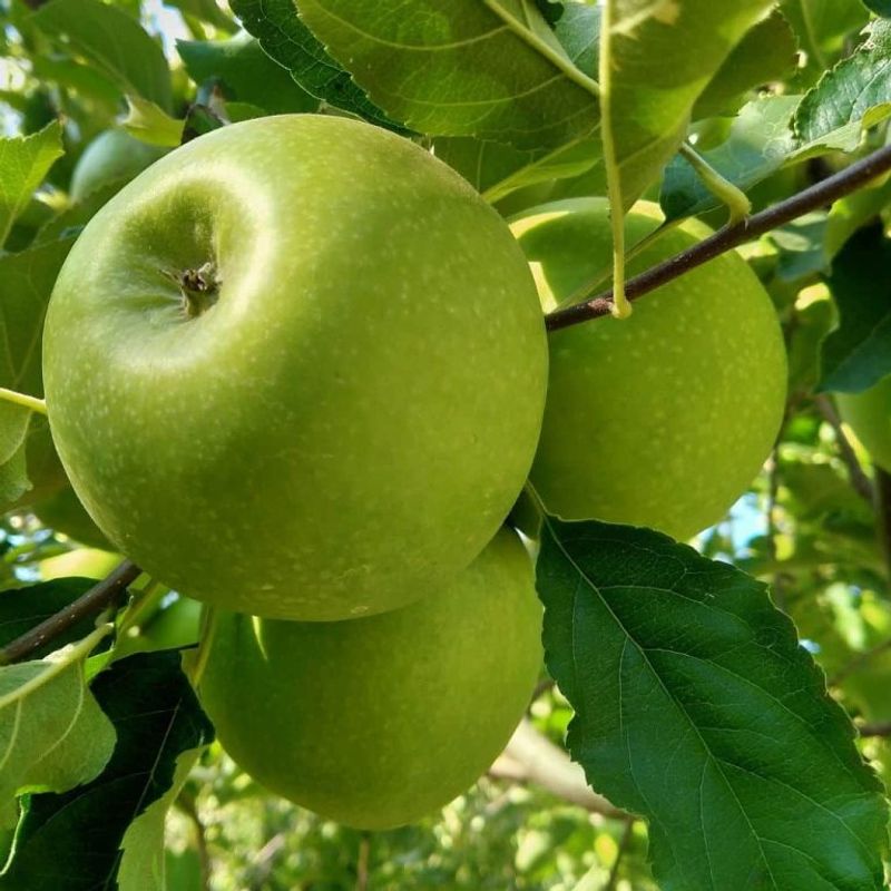 Granny Smith