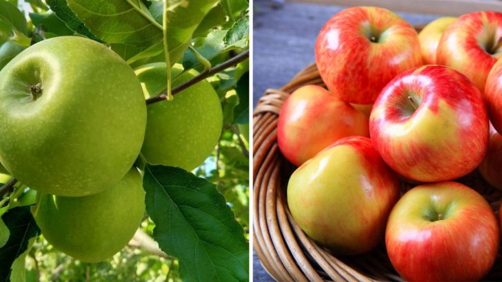 The 14 Best Types Of Apples For Baking