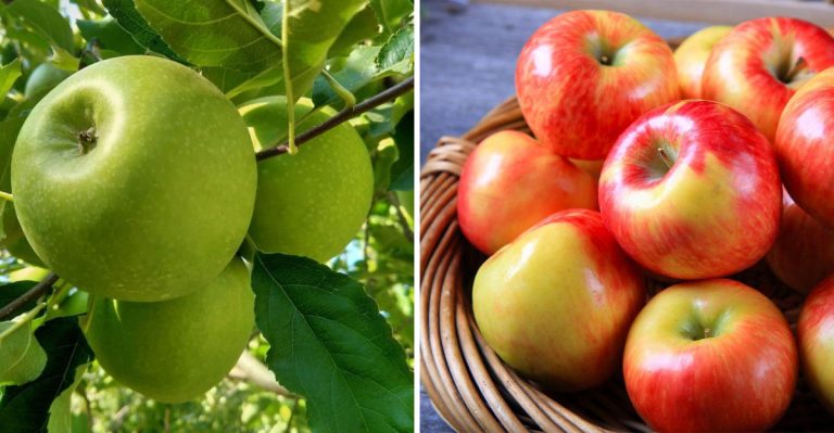 apple types