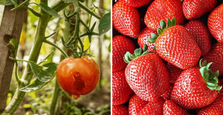 The Most Consumed Veggies In The U.S. Are Full Of Pesticides, Here Is The Full List