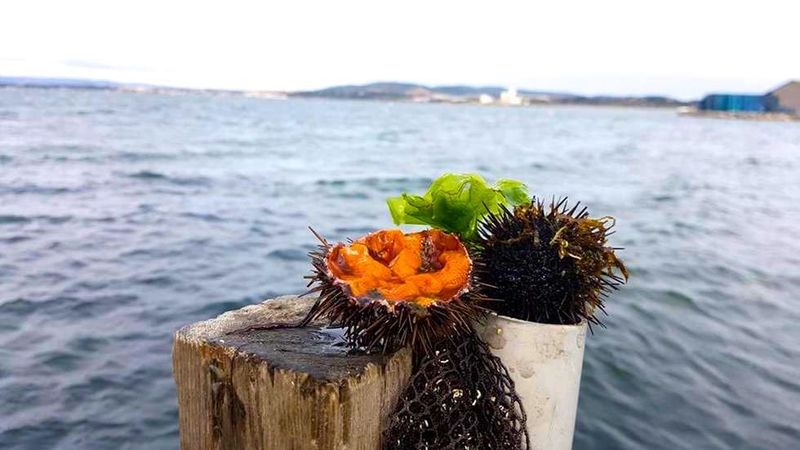 Oursinade: Sea Urchin Festival
