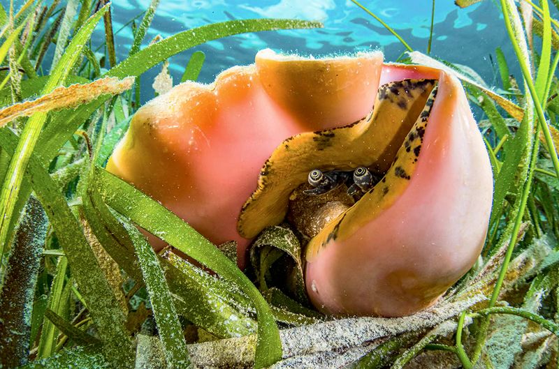Queen Conch: The Protected Shellfish
