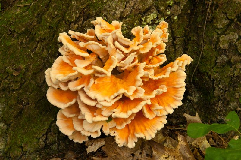 Chicken Of The Woods