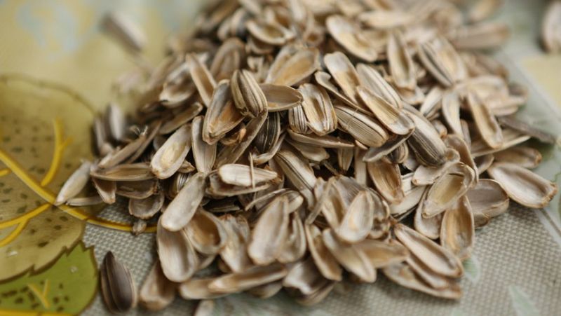 Sunflower Seeds In Shells - Shell Disposal Nightmare