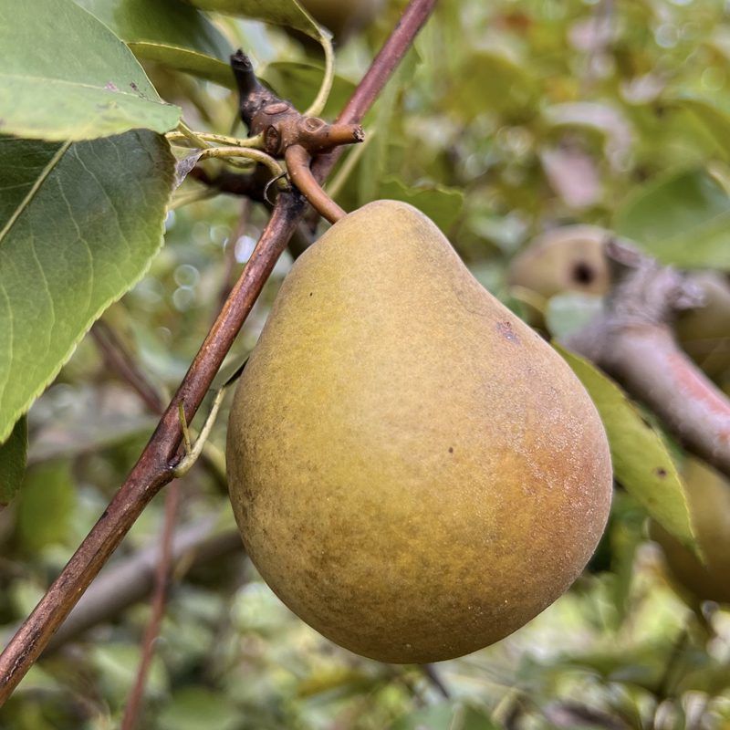 Heirloom Pears
