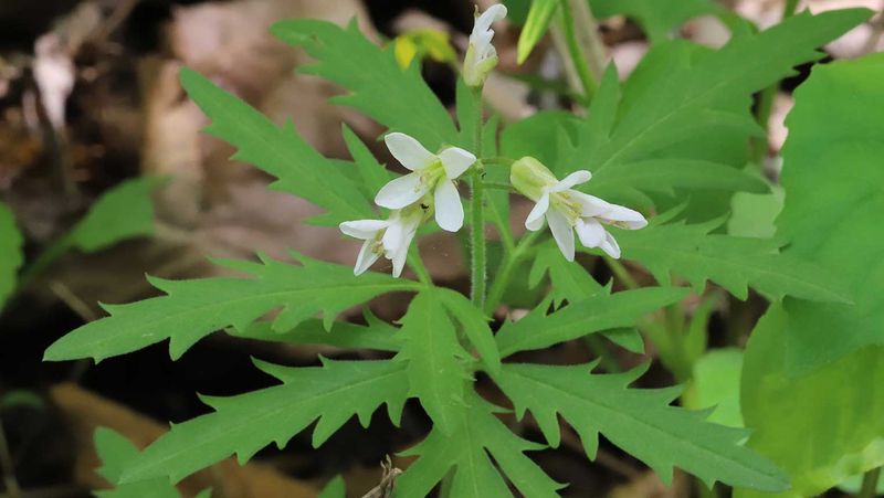 Toothwort