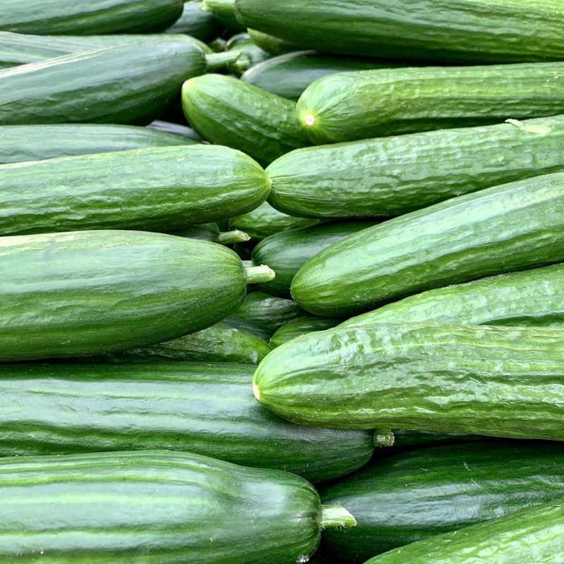 Cucumber Coolness For Filtration Support