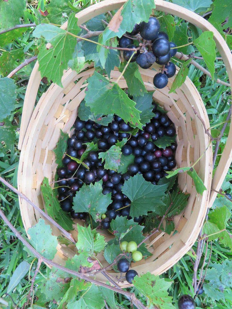 Muscadine Grapes
