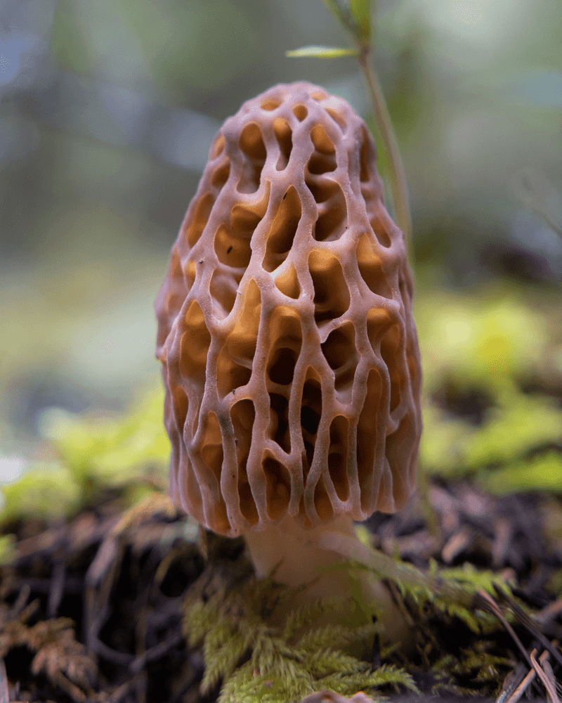 Morel Mushrooms