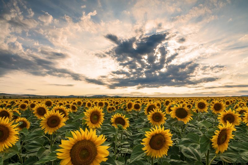 Sunflower Seeds (Dakotas)