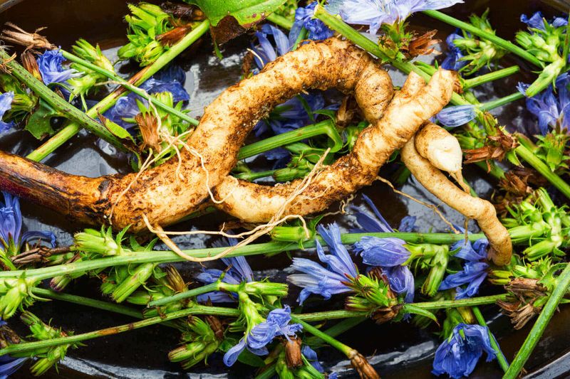Chicory Root