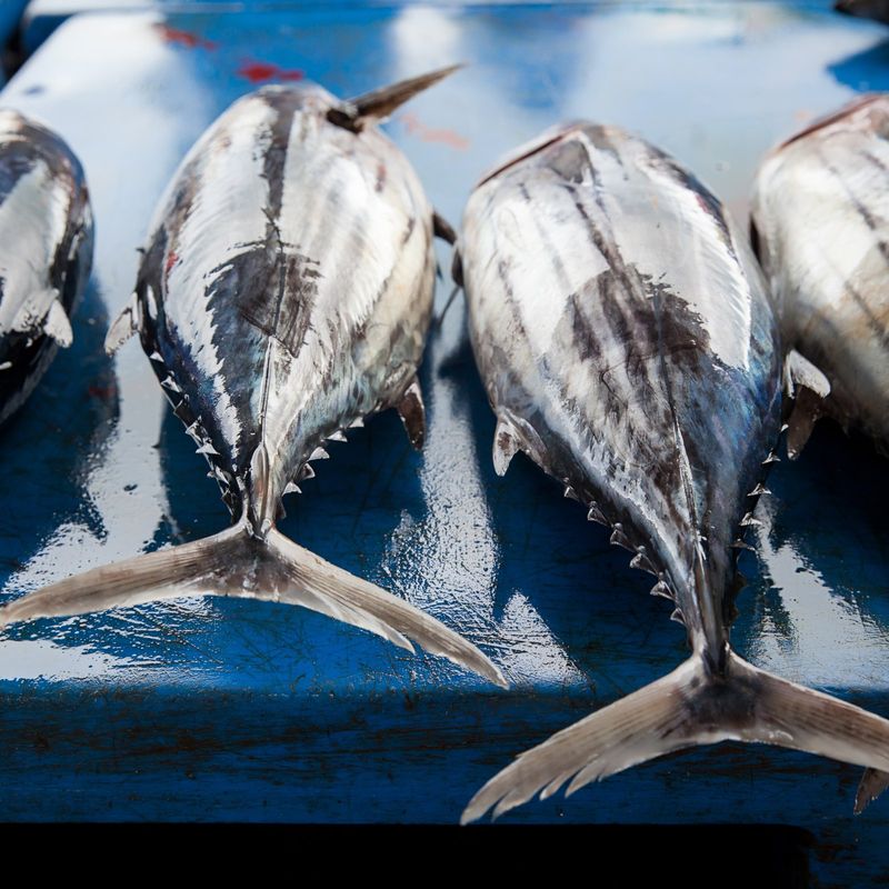 Tuna's Mercury Menace