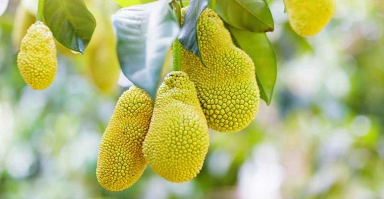 17 Reasons To Choose Kathal (Jackfruit) In Summer