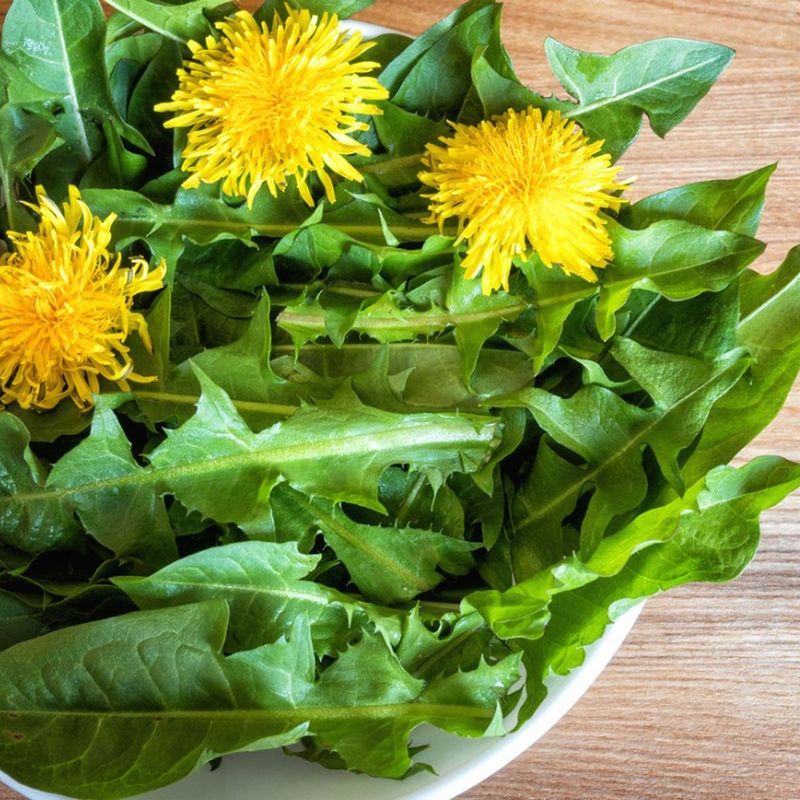 Dandelion: The Golden Superstar