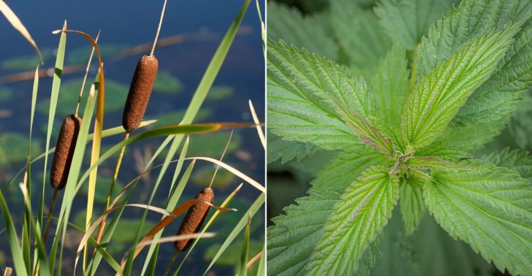20 Common Garden Weeds That Are Surprisingly Edible (Would You Eat Them?)