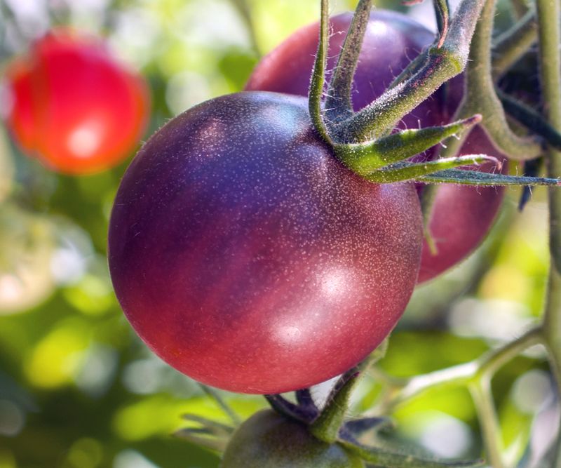 Purple Tomatoes
