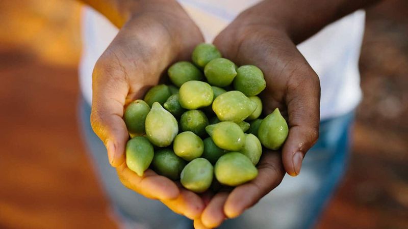 Kakadu Plum: Australia's Secret Superfood