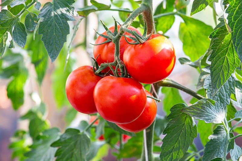 Nightshade Vegetables